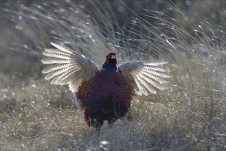 Common Pheasant (Phasianus colchicus)