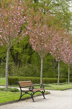 Avenue with flowering Japanese cherry trees