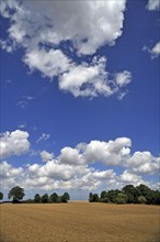 Mecklenburg agricultural landscape with cumulus clouds