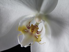 White Moth Orchid (Phalaenopsis)