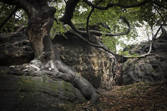 Old beech tree (Fagus) on a rock