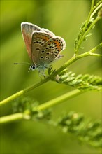 Common Blue butterfly (Polymattus icarus)