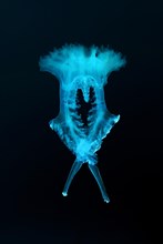 Jellyfish (Medusozoa sp.)