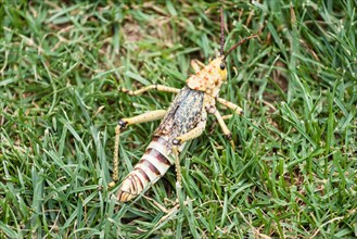 Phymateus Grasshopper (Phymateus morbillosus) in the grass