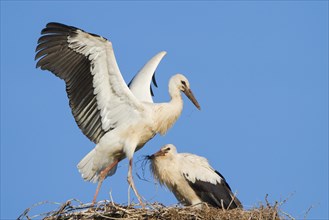 Young White Storks (Ciconia ciconia) during flight training on a nest