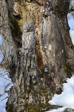 Ural owl (Strix uralensis) perched on an old tree trunk