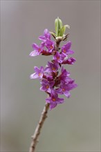 Flowering Mezereon (Daphne mezereum)