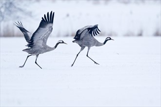 Two cranes (Grus grus) on a snow-covered field before taking off