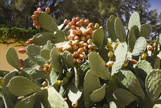 Prickly pear (Opuntia humifusa) with fruits