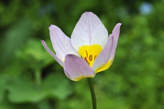 Cretan tulip (Tulipa saxatilis)