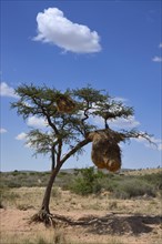Nests of Sociable Weavers or Social Weavers (Philetairus socius) in a tree