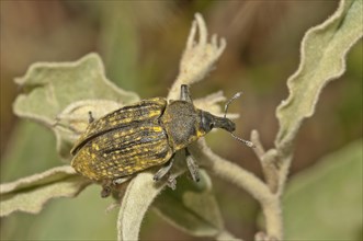 Elongated Bean Weevil or Snout Beetle (Lixus algirus)