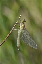 Newly hatched Spotted Darter (Sympetrum depessiusculum)