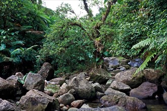 Riverbed in a rainforest