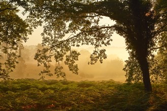 Forest clearing in the early morning light