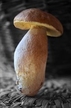 Whole fresh porcino mushroom (Boletus edulis)