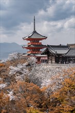 Pagoda and Zuigudo-Hall of the Kiyomizu-dera Temple to Cherry Blossom