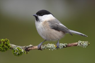 Willow Tit (Parus montanus) perched on a branch