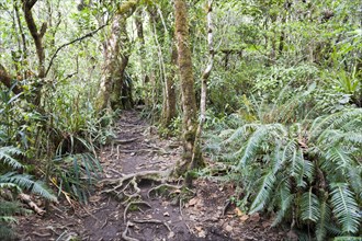 Hiking trail in dense tropical rain forest