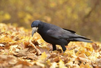 Rook (Corvus frugilegus) standing on autumn leaves