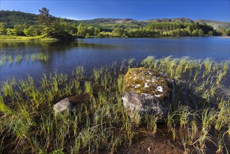 Loch Trool in the Galloway Forest Park