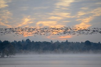 Flock of birds flying over wetlands in the morning