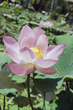 Lotus or Indian Lotus (Nelumbo nucifera)