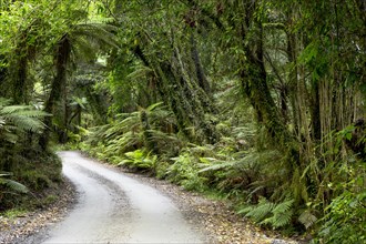 Forest trail in the middle of a New Zealand jungle