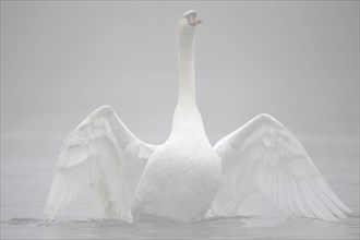 Mute Swan (Cygnus olor) flapping its wings in the fog
