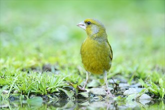 Greenfinch (Carduelis chloris) on the pond shore