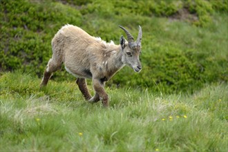 Moulting Alpine Ibex (Capra ibex)