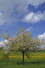 Blossoming Apple Tree (Malus domesticus)
