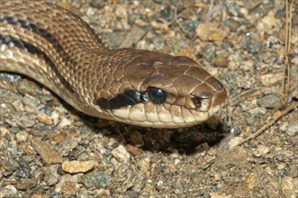 Four-lined Snake (Elaphe quatorlineata)