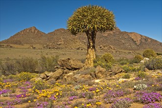 Quiver Tree or Kokerboom (Aloe dichotoma)