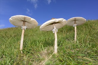 Parasol Mushrooms (Macrolepiota procera)