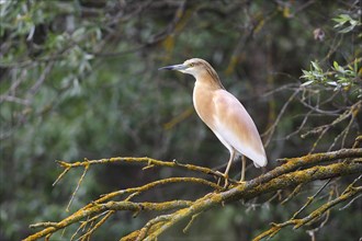 Squacco Heron (Ardeola ralloides) perched on a tree branch