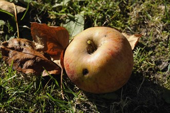 Maggot-ridden apple
