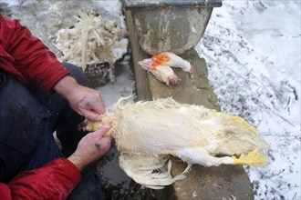A freshly slaughtered duck is being plucked