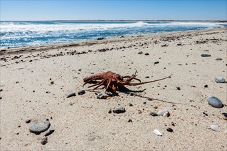 Dead Lobster (Palinuridae) on the beach