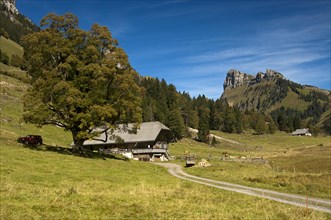 Dirt road leading to a mountain farm