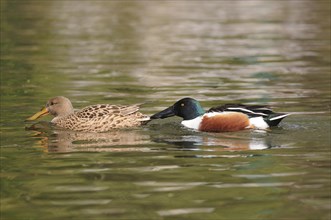 Northern Shoveler (Anas clypeata)