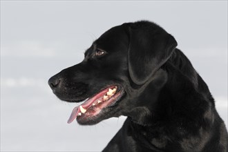 Black Labrador Retriever