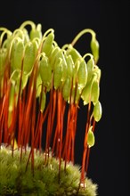 Sporophytes of Creeping feather-moss (Amblystegium serpens)