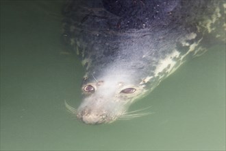 Grey Seal (Halichoerus grypus) in water
