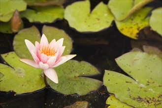 Pink and yellow Water Lily (Nymphaea) on the surface of a pond