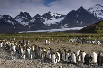 King Penguins (Aptenodytes patagonicus) in front of glaciers and a mountain scenery