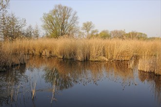 Pond landscape with a reedbed