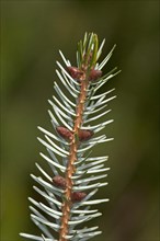 Branch with male cones of the Sargent's Spruce (Picea brachytyla)