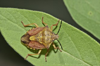 Shield Bug (Carpocoris fuscispinus)
