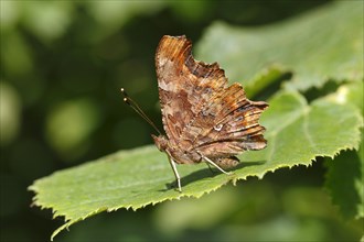 Comma butterfly (Polygonia c-album